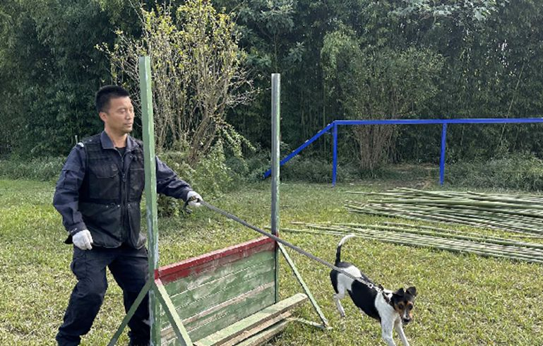 “汪汪隊(duì)”神犬是如何煉成的？<